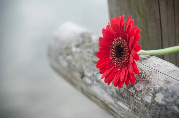 Açık ahşap çit üzerinde kırmızı gerbera — Stok fotoğraf