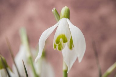 kardelen üzerinde arka plan bulanık