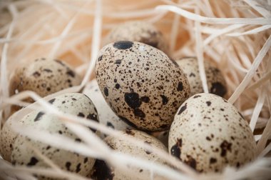  Yuvadaki bıldırcın yumurtaları