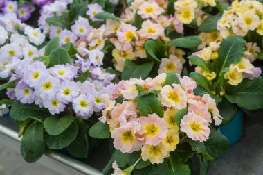 çeşitli pastel çuha çiçeği bir sera