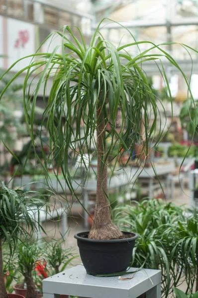  beaucarnea ağaç bir bahçe mağazası