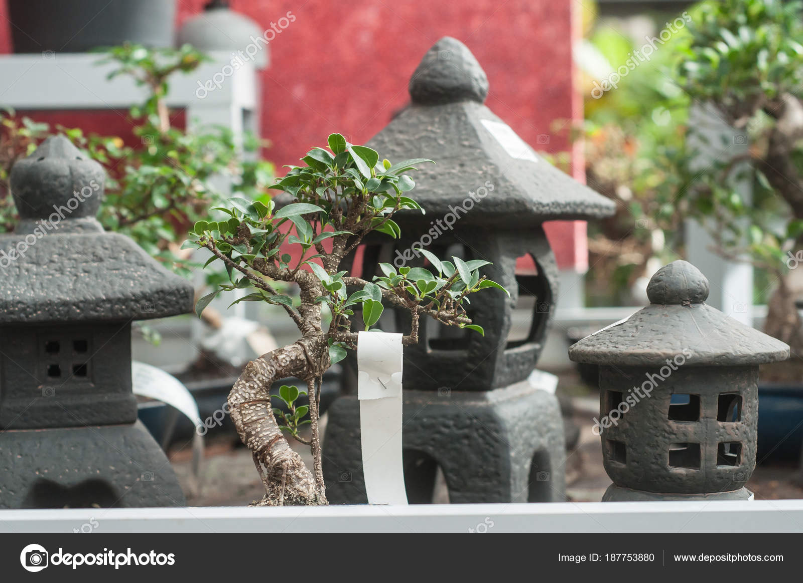 Ficus Bonsai And Asian Decoration In A Gardening Stock Photo Closeup Of Ficus Bonsai And Asian Decoration In A Gardening Photo By Neydtstock