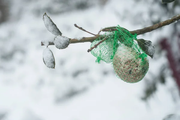 Sementes para aves em árvores cobertas de neve — Fotografia de Stock