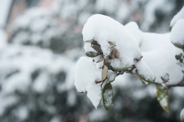 Folhas cobertas de neve — Fotografia de Stock