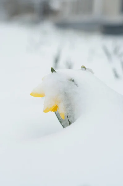 Narcisos cobertos de neve no jardim público — Fotografia de Stock