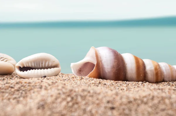 Coquillage sur la plage avec océan bleu sur fond — Photo