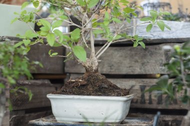  bonsai ağacı Bahçe deposunda