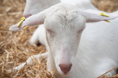  Genç keçi çim uyku