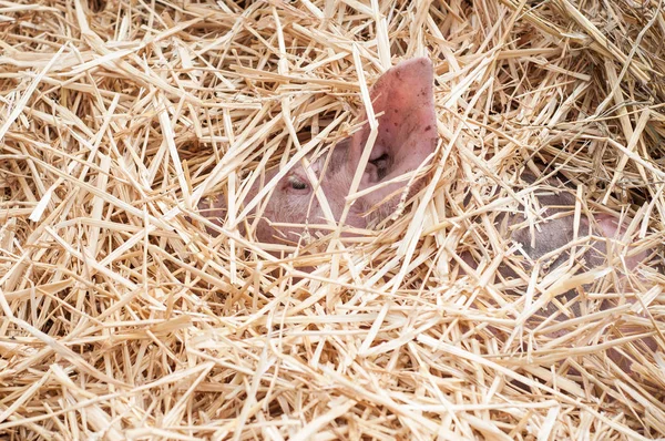 Prasátko v suché trávy — Stock fotografie