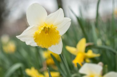  genel bir bahçede sarı nergis