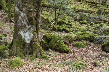  ormandaki ağaçlar üzerinde yosun