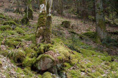  ormandaki ağaçlar üzerinde yosun