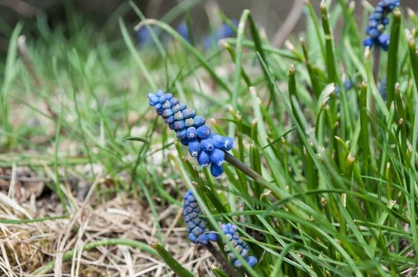 Bir çayırda mavi muscari — Stok fotoğraf