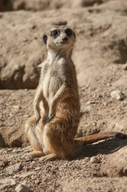  meerkat ayakta arazi üzerinde