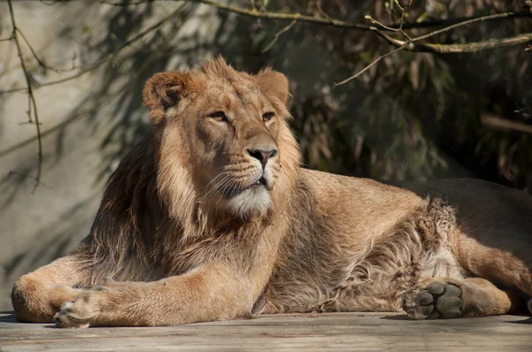 León sentado en el zoológico — Foto de Stock