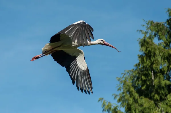 Storch fliegt mit Ast — Stockfoto