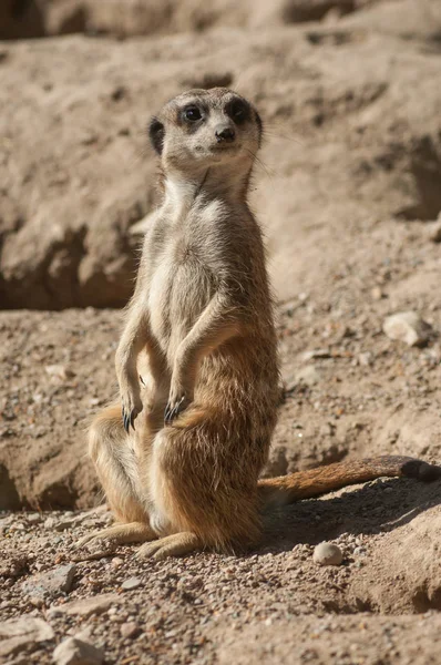 Meerkat ayakta arazi üzerinde — Stok fotoğraf