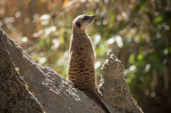 Meerkat debout au sommet d'un rocher — Photo