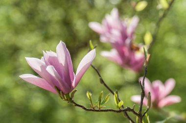 Manolya pembe fleur adlı bahar closeup
