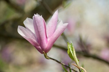 Manolya pembe fleur adlı bahar closeup