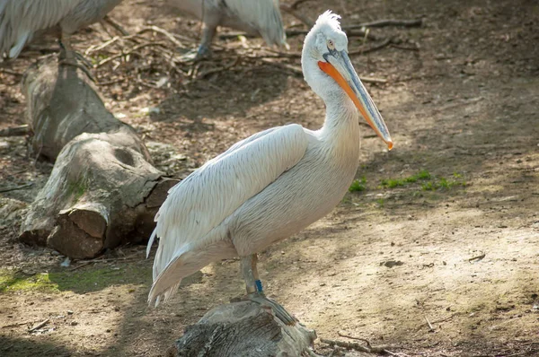Pelikanen på zoo — Stockfoto