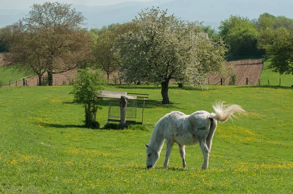 Çayırdaki beyaz at — Stok fotoğraf