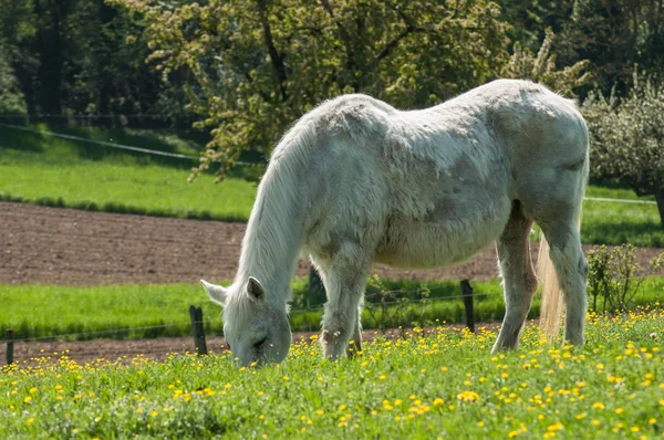 Cheval blanc dans une prairie — Photo