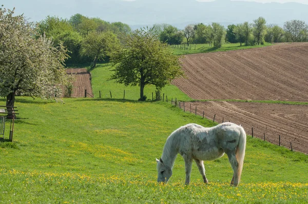 White horse in a meadow — Stock Photo, Image