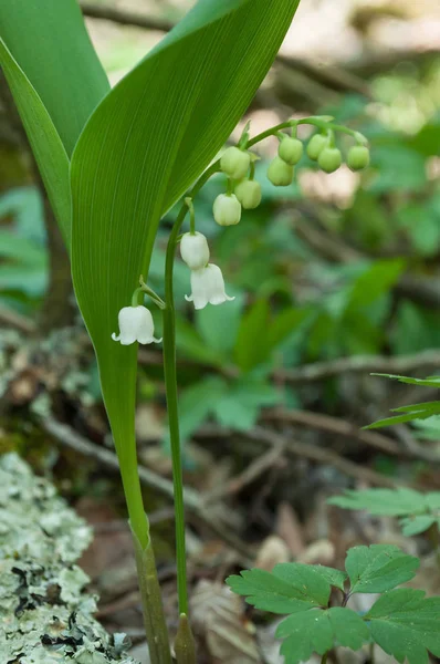 Лилия васильковых цветов в лесу — стоковое фото