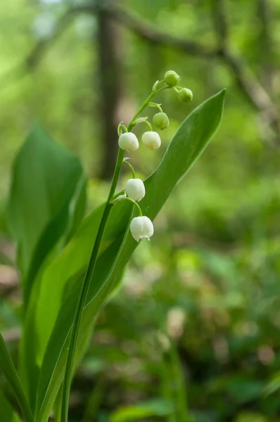 Лилия васильковых цветов в лесу — стоковое фото
