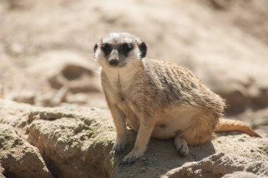  arazi üzerinde oturan meerkat
