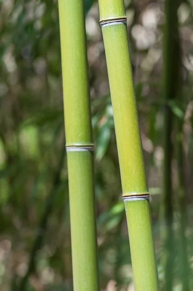 Árvore de bambu no jardim tropical — Fotografia de Stock