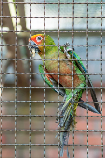 colorful parrot in a cage