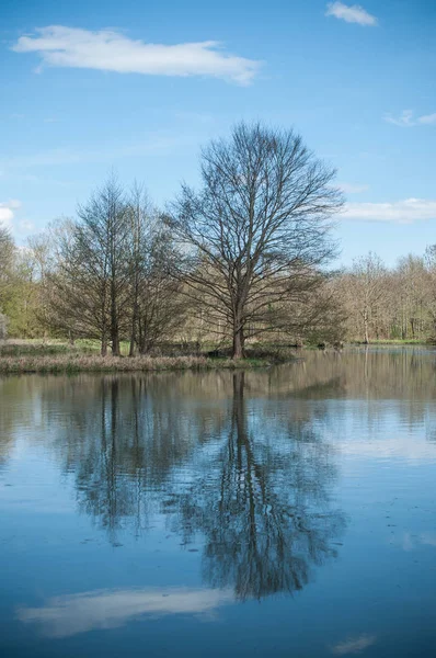 Schöner See Mit Bäumen Spiegelbild Mit Bewölktem Himmel Hintergrund — Stockfoto