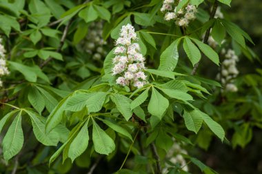  Bir kamu bahçe aesculus hippocastanum çiçeklenir 