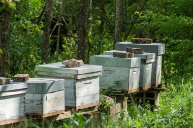  Bahar, yeşil bir çayırda mavi ahşap kuş Yuvaları 