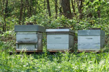  Bahar, yeşil bir çayırda mavi ahşap kuş Yuvaları 