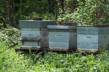  Bahar, yeşil bir çayırda mavi ahşap kuş Yuvaları 