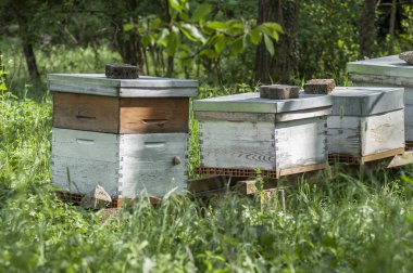  Bahar, yeşil bir çayırda mavi ahşap kuş Yuvaları 