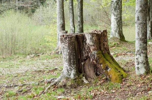 Musgo em árvores na floresta — Fotografia de Stock