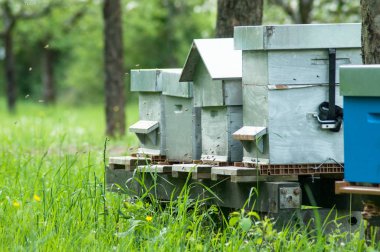 Bahar, yeşil bir çayırda mavi ahşap kuş Yuvaları 