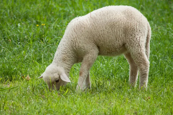 Lamb grazing in a meadow — Stock Photo, Image