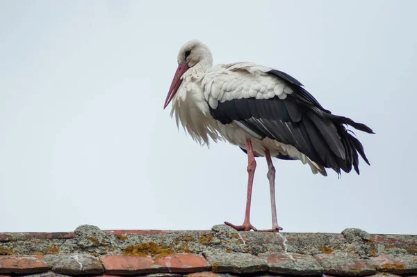 Storch steht auf dem Dach — Stockfoto