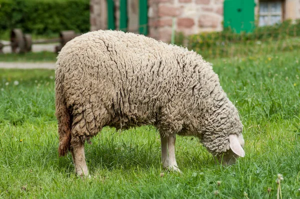 Ovelhas que pastam em um prado — Fotografia de Stock