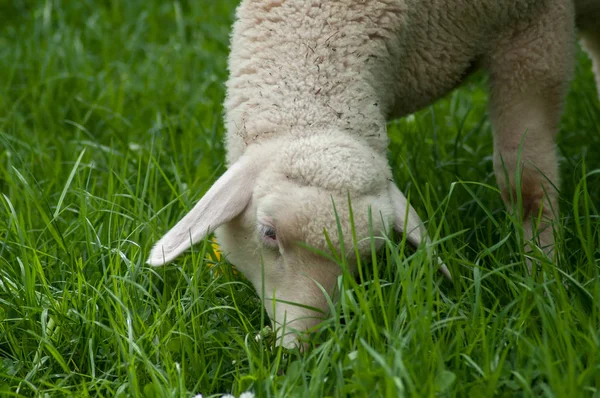 Pastoreio de cordeiro em um prado — Fotografia de Stock
