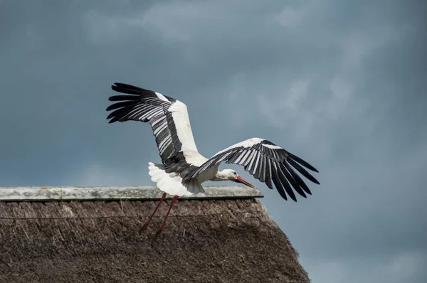 Stork flyger nära taket på molnig himmel bakgrund — Stockfoto