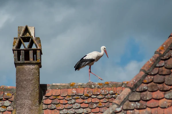 Storch auf dem Dach bei bewölktem Himmel — Stockfoto