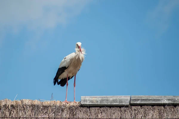 Storch steht auf dem Dach auf blauem Himmel Hintergrund — Stockfoto
