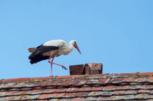 Storch auf dem Dach vor blauem Himmel — Stockfoto