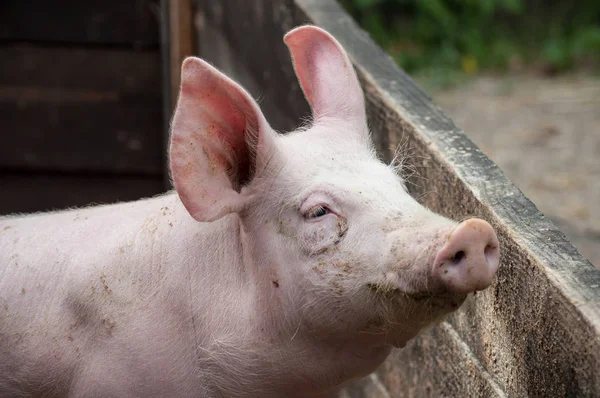 Pig in a farm — Stock Photo, Image
